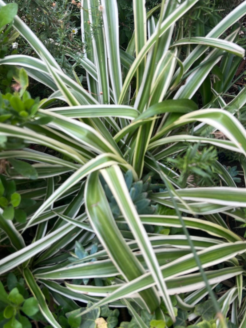 Gruenlilie — Bild 5