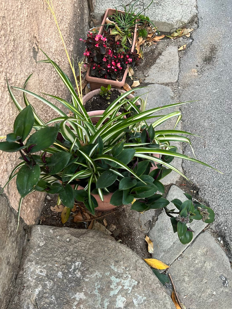 Gruenlilie — Bild 2