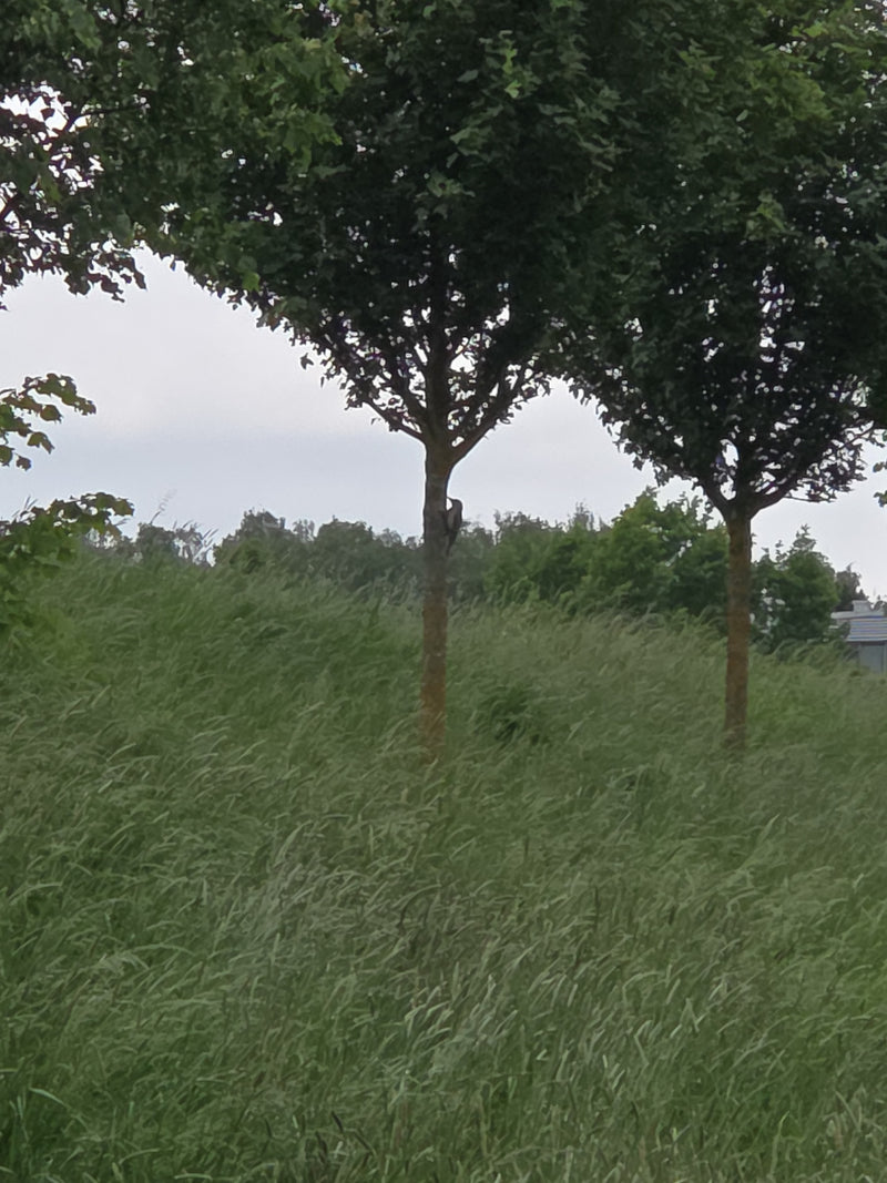 Grünspecht — Bild 3
