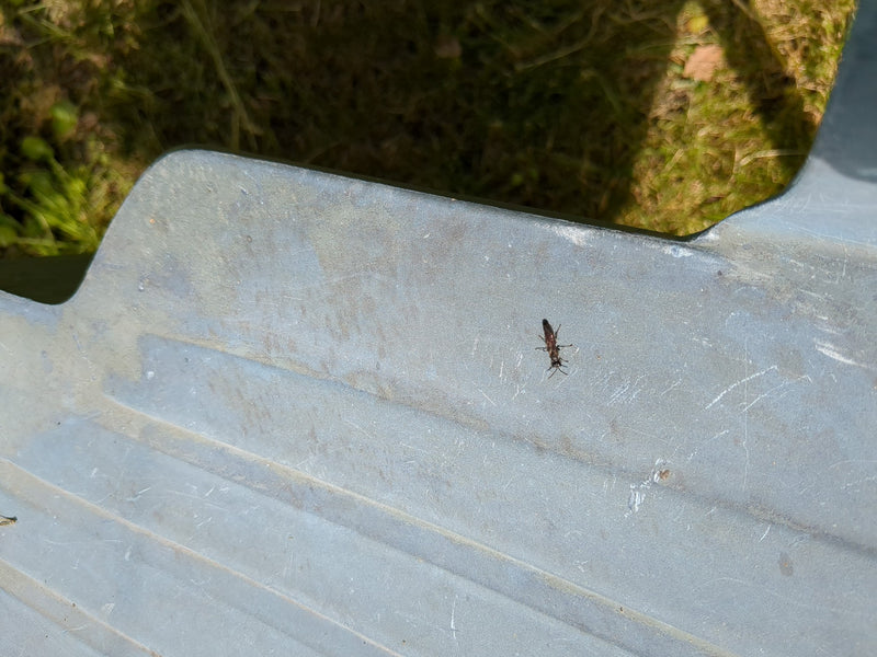 Grabwespe (Gattung Psenulus) — Bild 1