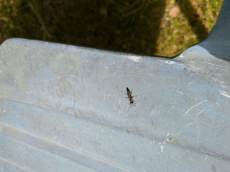 Grabwespe (Gattung Psenulus) — Bild 2