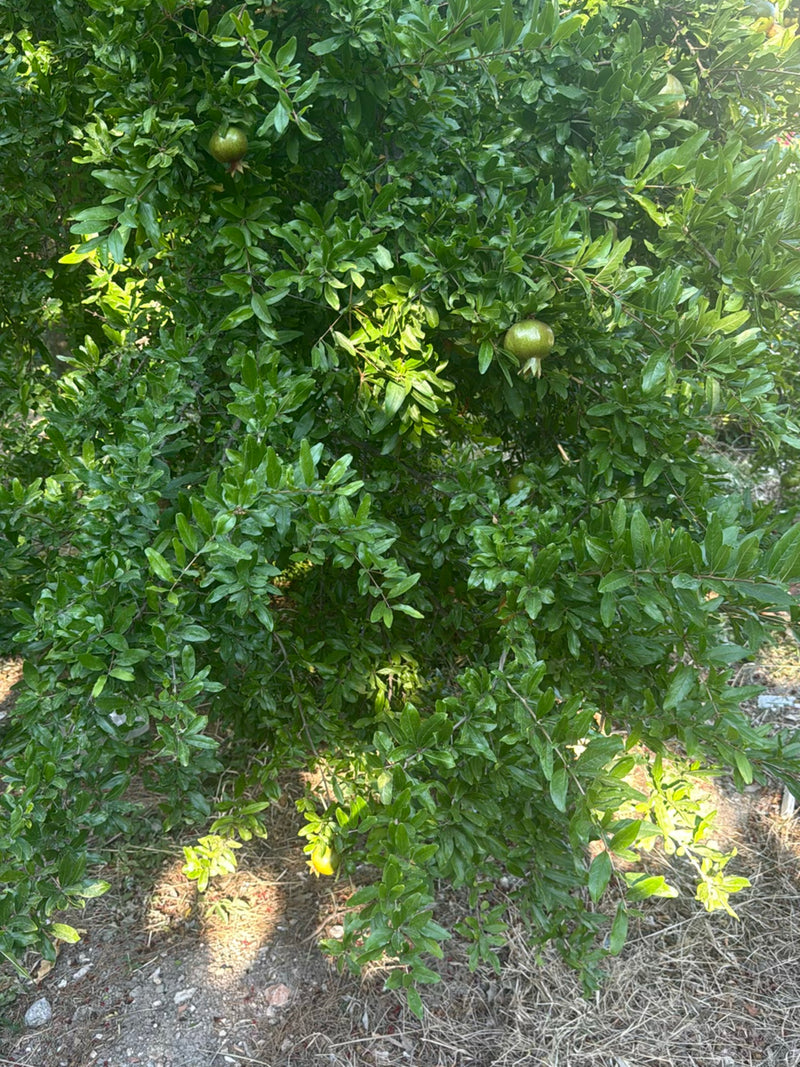 Granatapfel — Bild 5