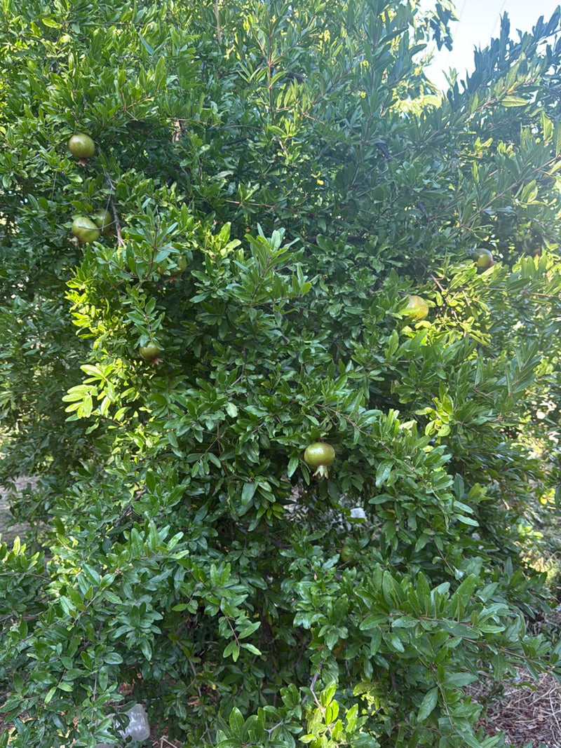 Granatapfel — Bild 4