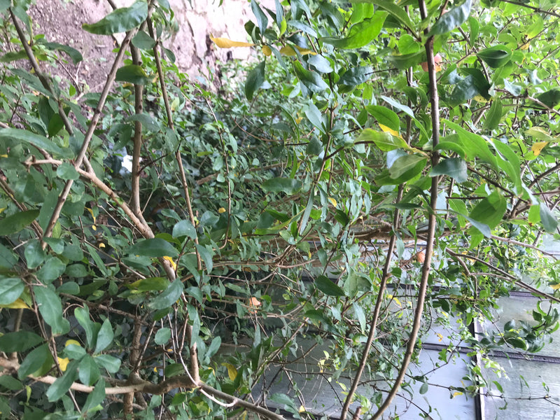 Zu sehen ist ein dichter Strauch mit zahlreichen grünen Blättern und verzweigten Ästen. Das Bild zeigt typische Strukturen eines Granatapfelbaums.
