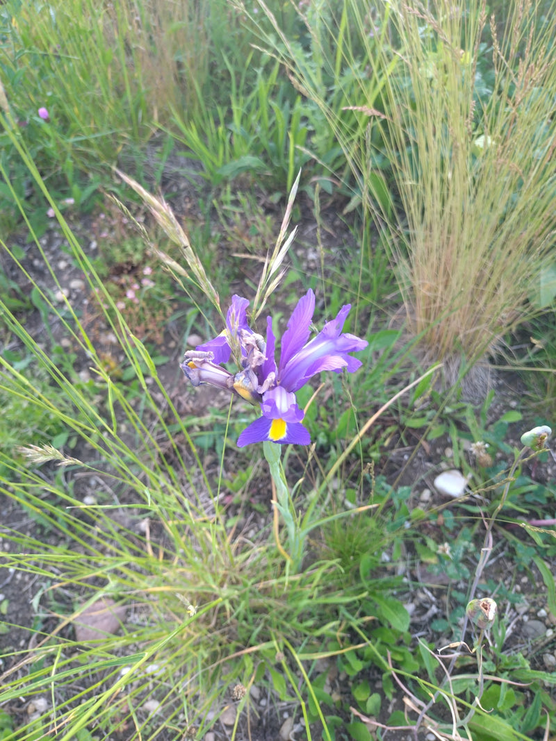 Gras-Schwertlilie — Bild 1