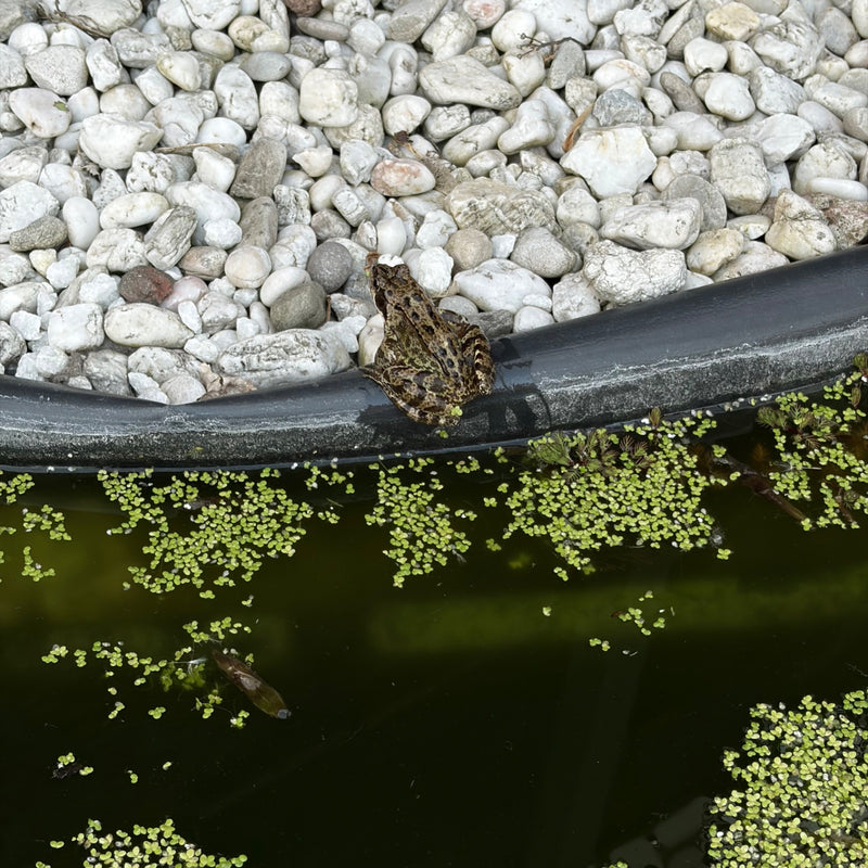 Grasfrosch — Bild 1