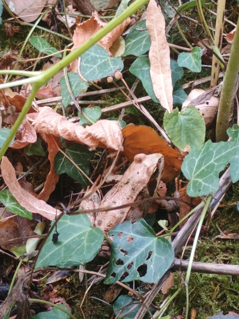 Grasfrosch — Bild 4