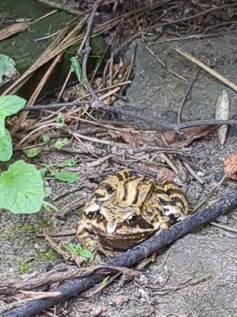 Grasfrosch — Bild 3