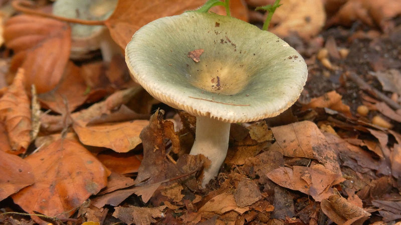 Grasgrüner Täubling — Bild 3 von 4