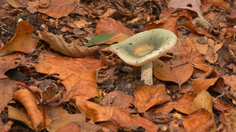 Grasgrüner Täubling — Bild 2 von 4