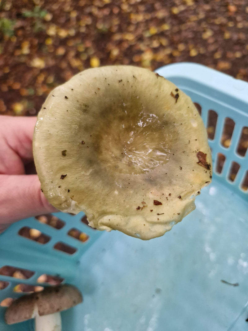 Draufsicht auf den grünlich gefärbten, feuchten Hut eines Grasgrünen Täublings, der in einer Hand gehalten wird.