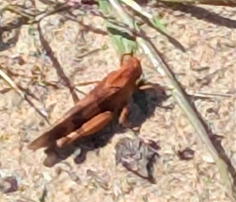 Grashüpfer (Gattung Chorthippus) — Bild 3