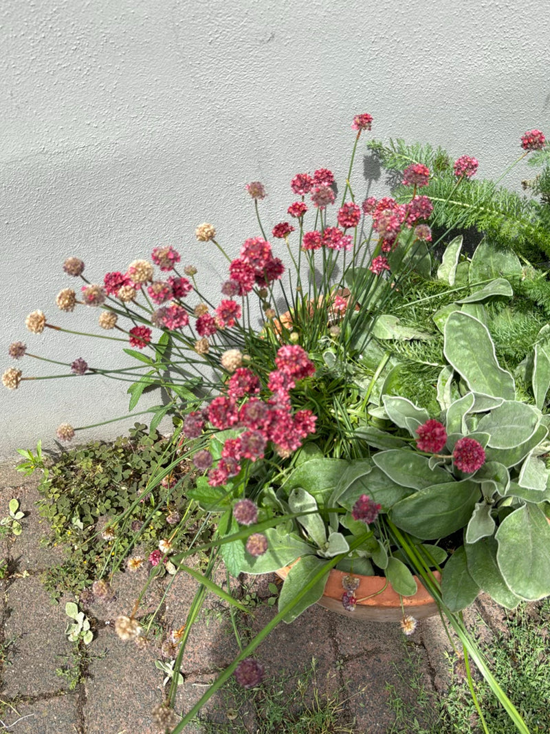 Gewöhnliche Grasnelke — Bild 5