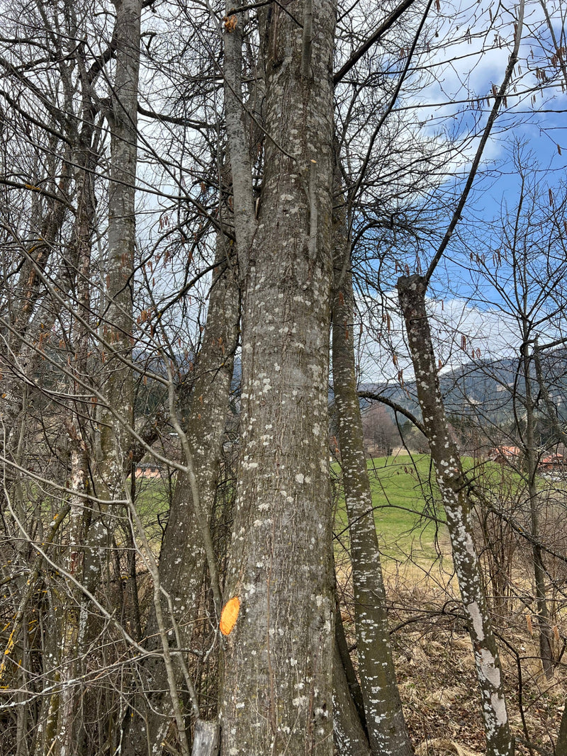 Grau-Erle — Bild 1