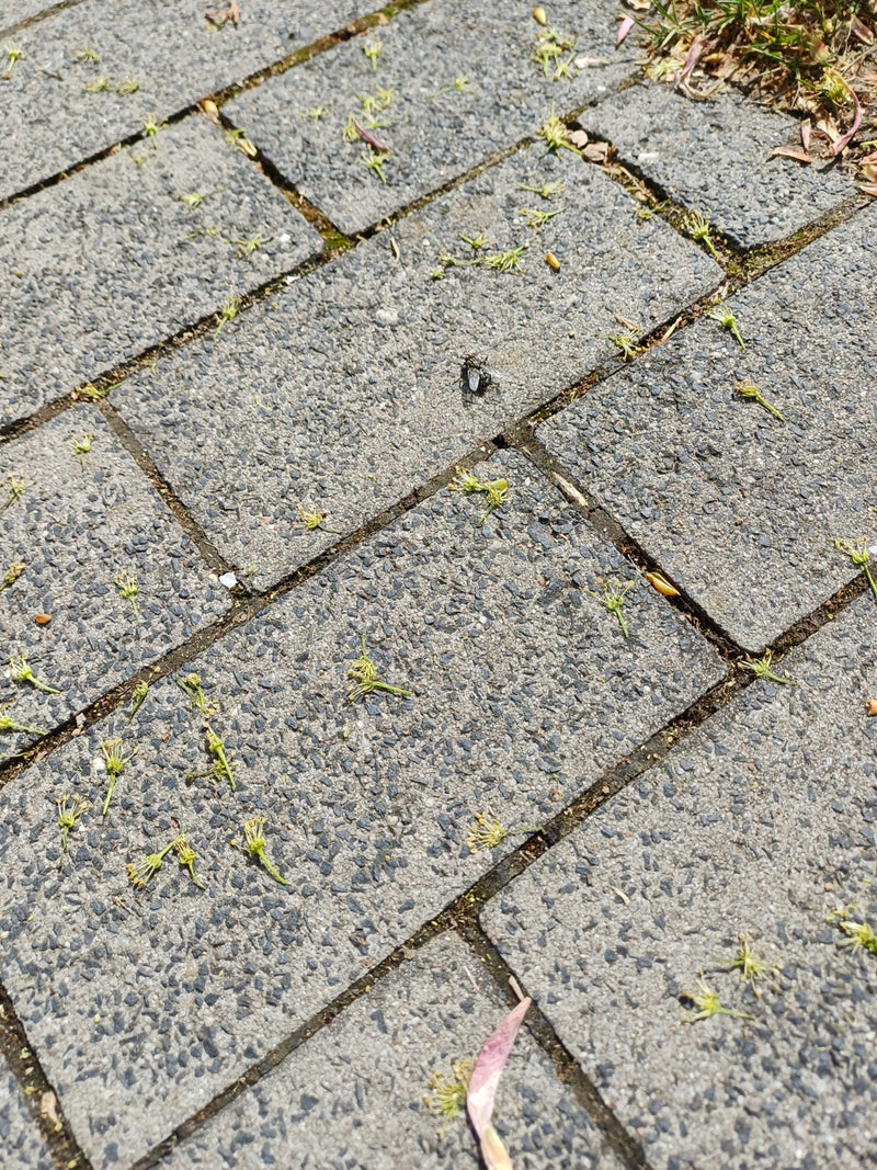 Gemeine Fleischfliege — Bild 2