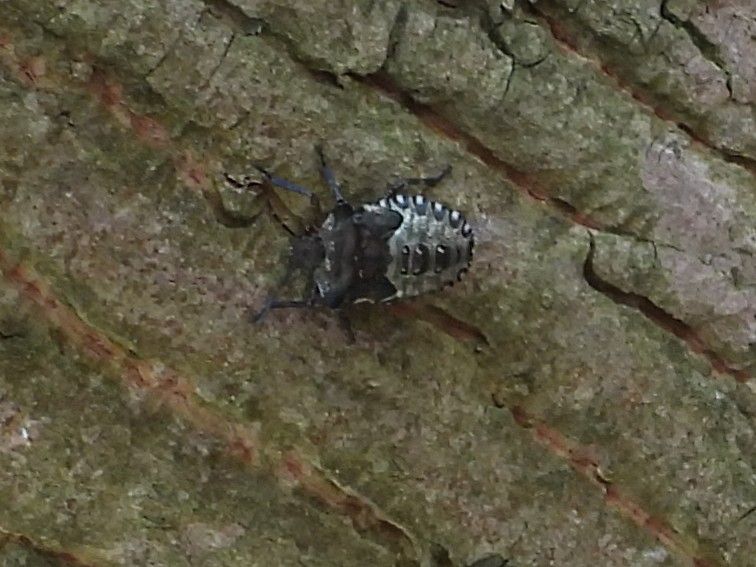 Feldwanze — Bild 5