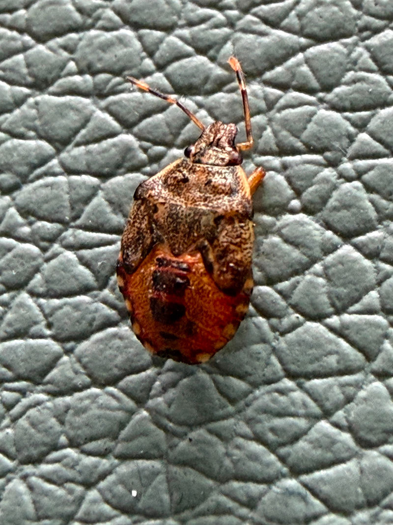 Feldwanze — Bild 1