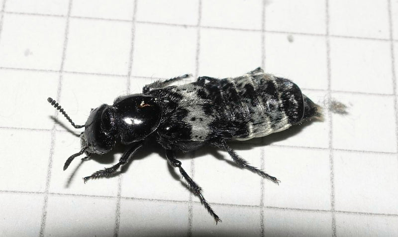 Ein Grauer Kurzflügelkäfer sitzt auf kariertem Papier. Seine typische schwarz-grau marmorierte Zeichnung und die kurzen Deckflügel sind gut zu erkennen.