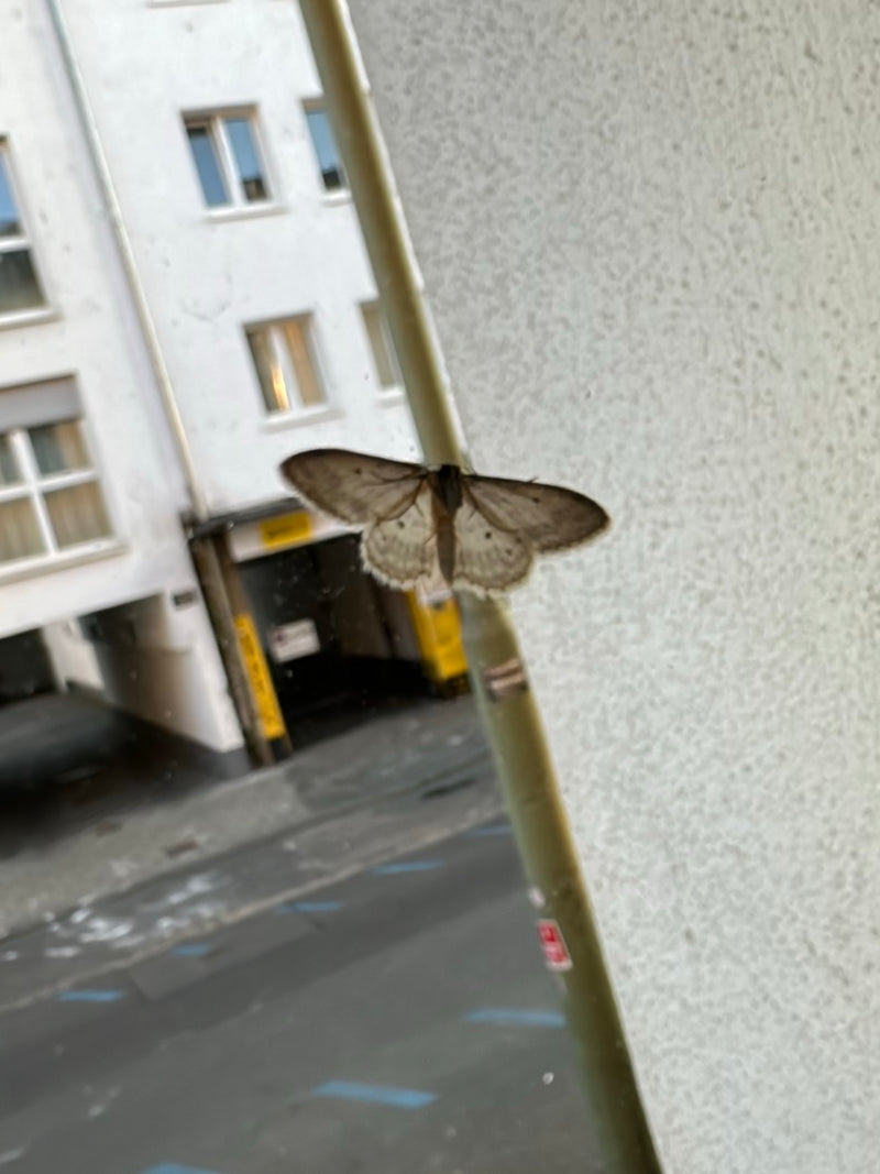 Grauer Steinspanner — Bild 1