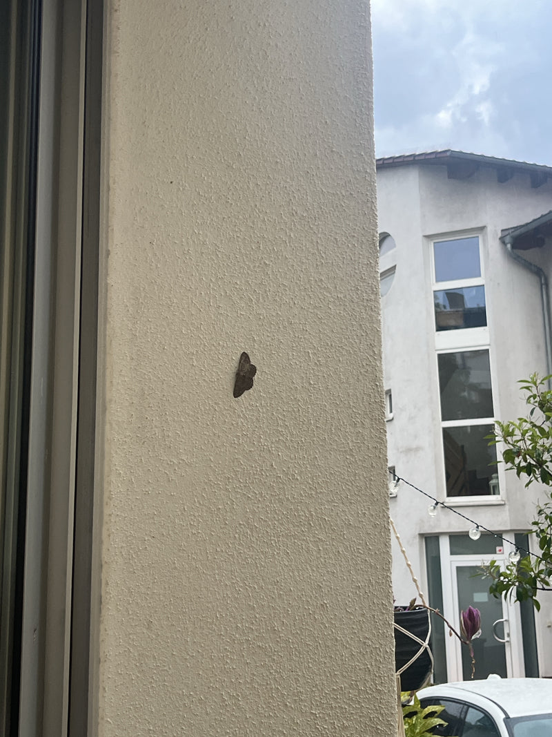 Grauer Zwergspanner — Bild 3