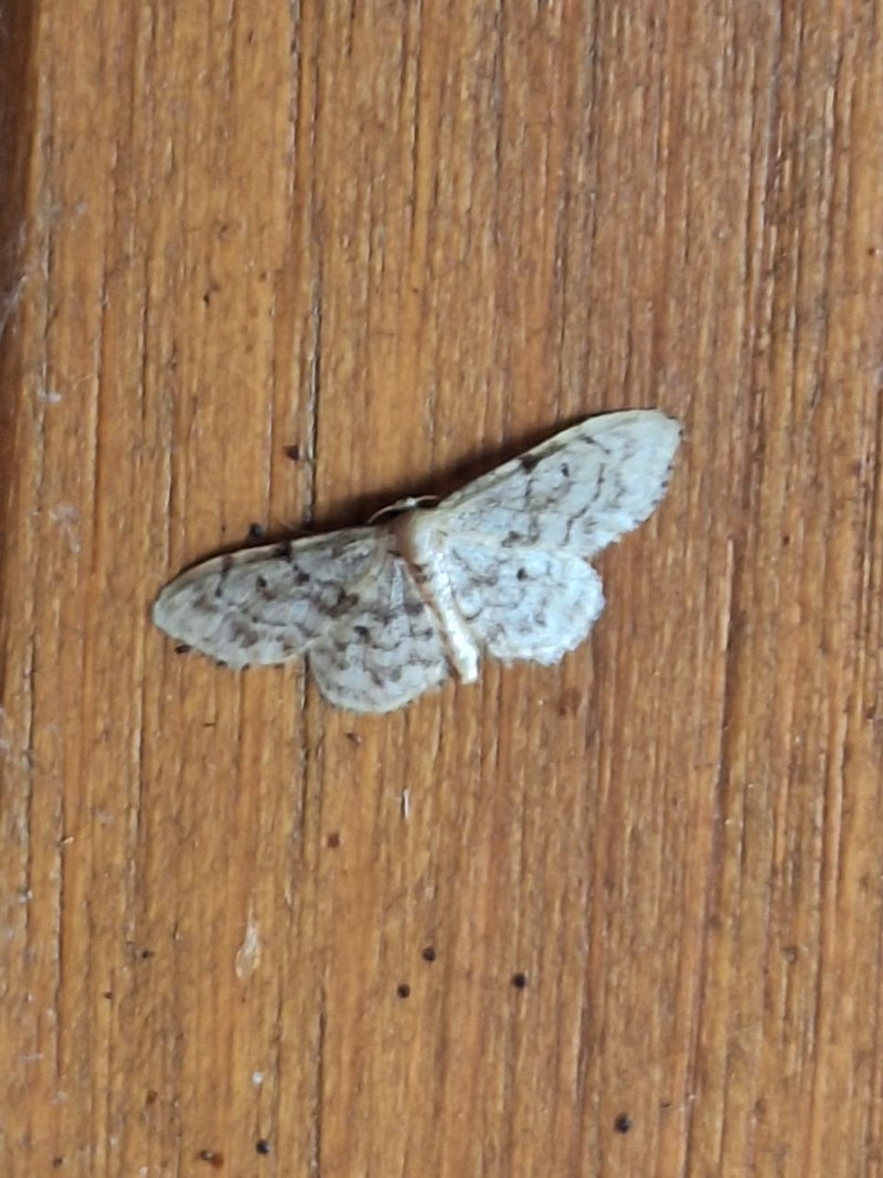 Grauer Zwergspanner — Bild 5