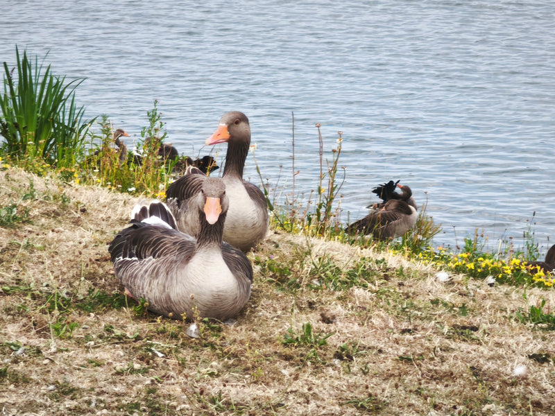 Graugans — Bild 5