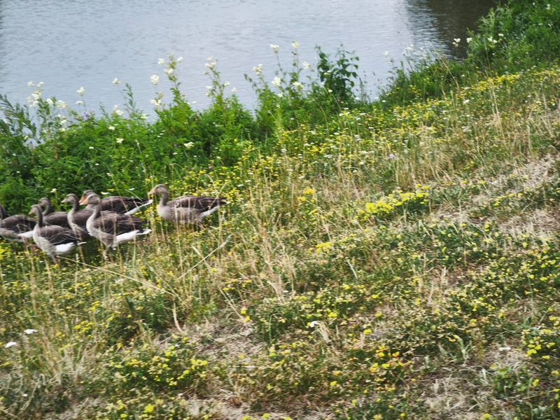 Graugans — Bild 4