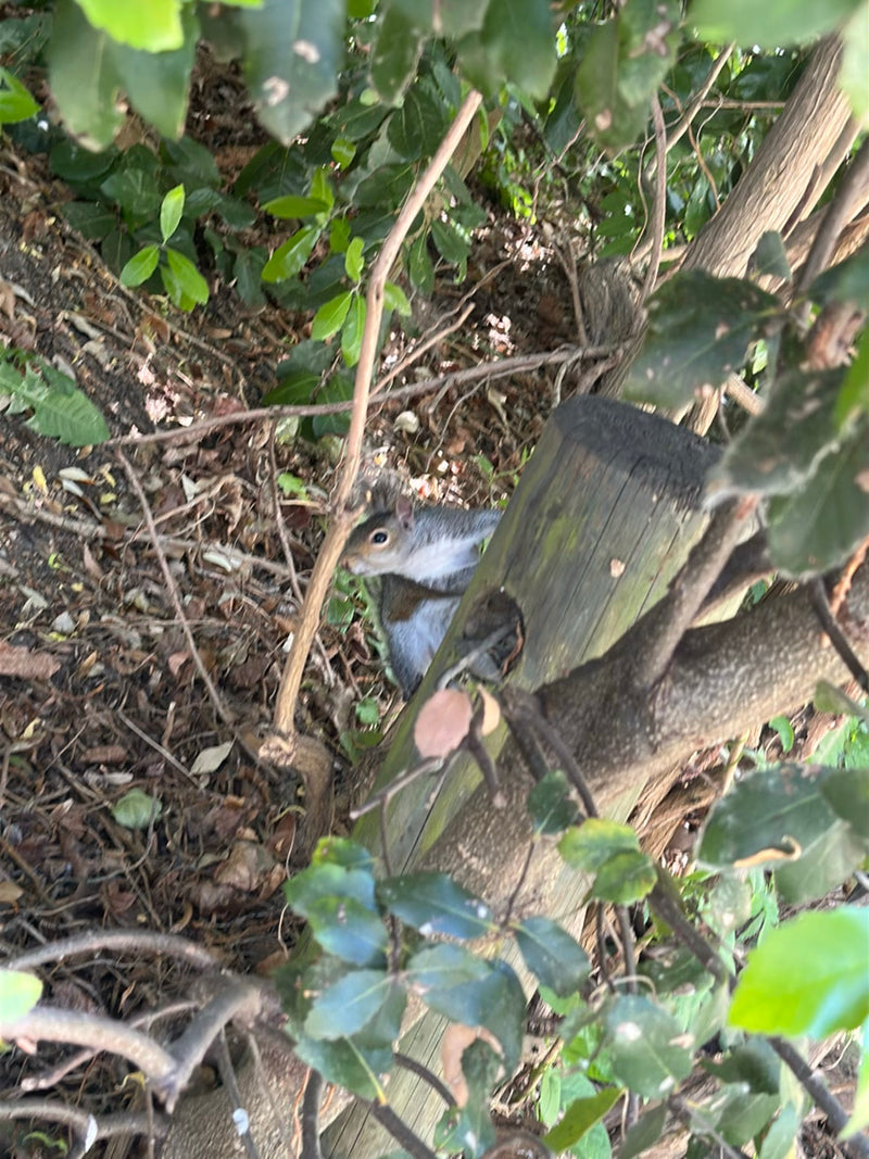 Grauhörnchen — Bild 2