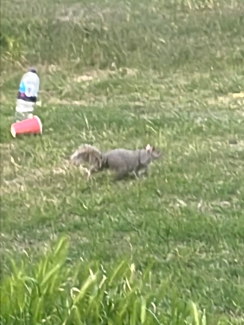 Grauhörnchen — Bild 5
