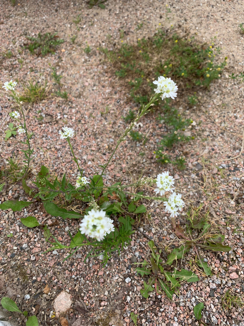 Graukresse — Bild 1
