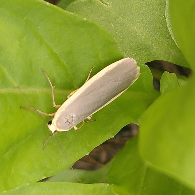 Grauleib-Flechtenbärchen — Bild 3