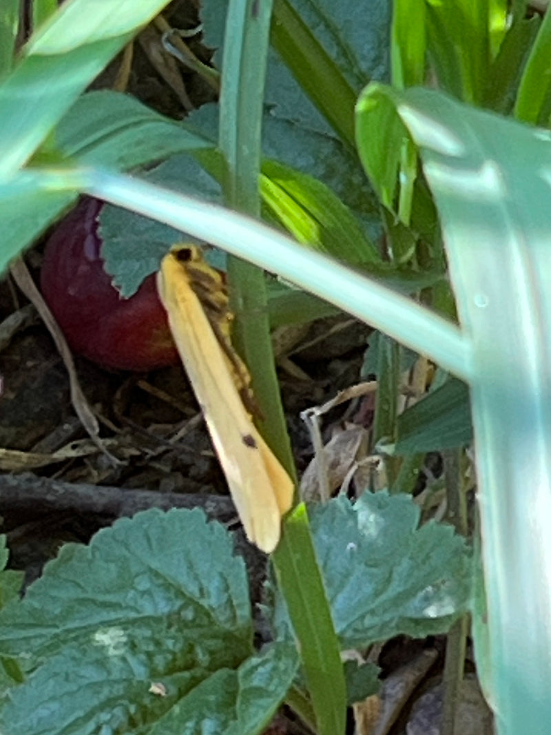 Grauleib-Flechtenbärchen — Bild 2