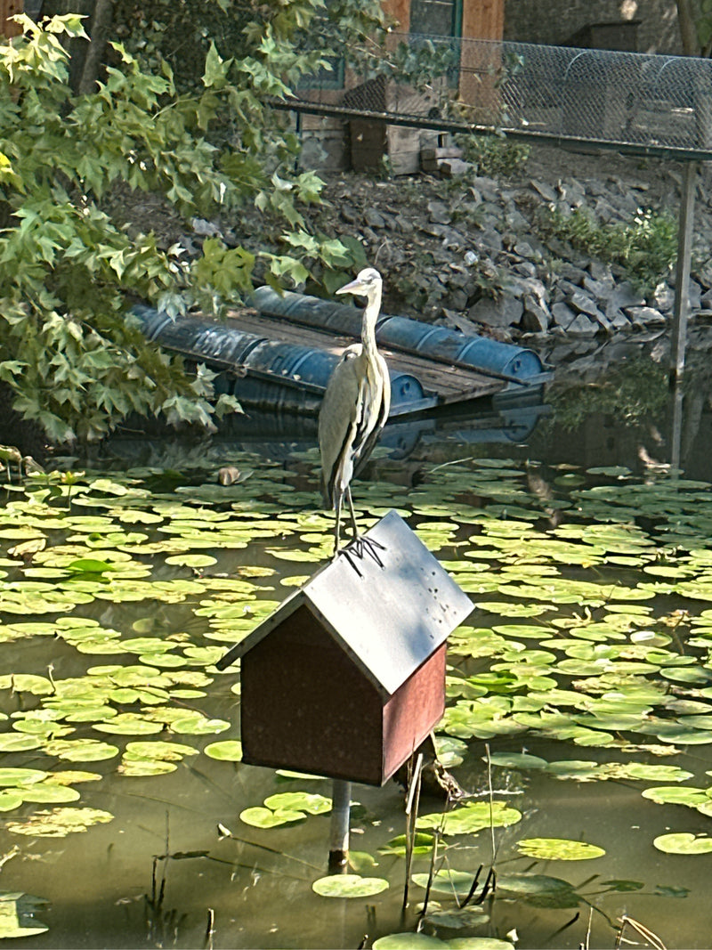 Ein Graureiher steht auf dem Dach eines kleinen Häuschens, das in einem Teich mit Seerosenblättern steht. Der Vogel blickt aufmerksam zur Seite.