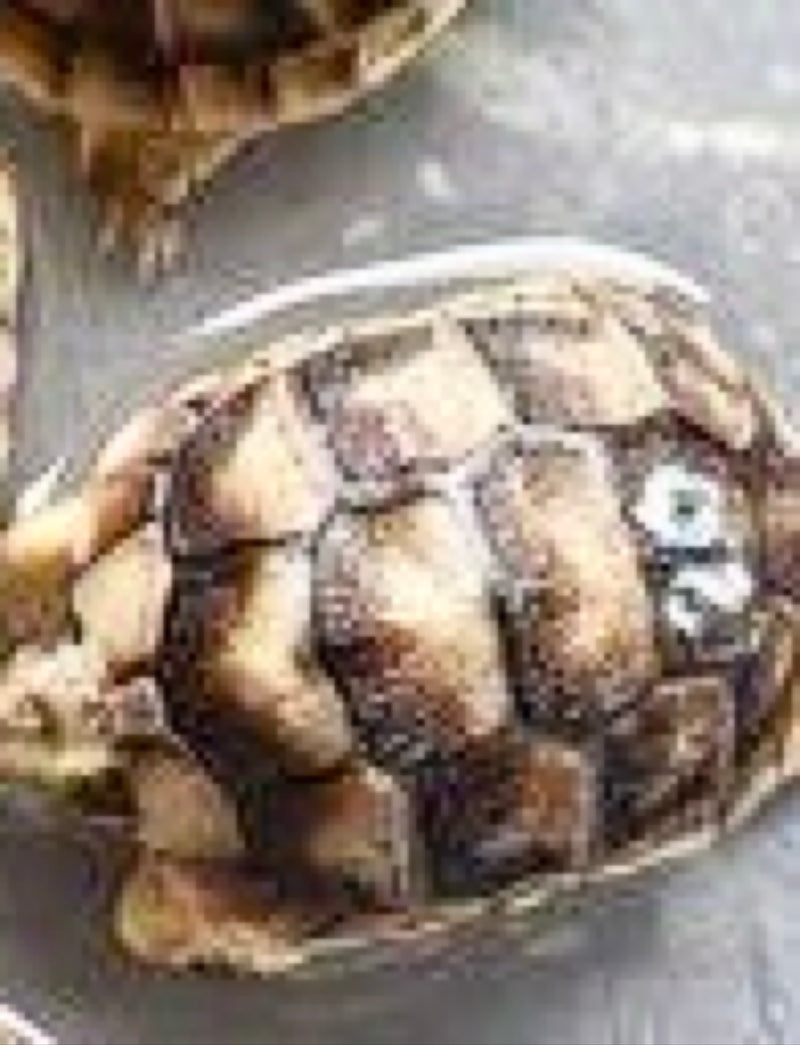 Griechische Landschildkröte — Bild 1 von 1