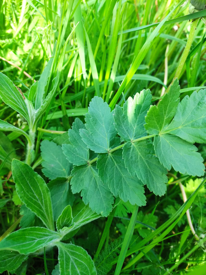 Große Bibernelle — Bild 1