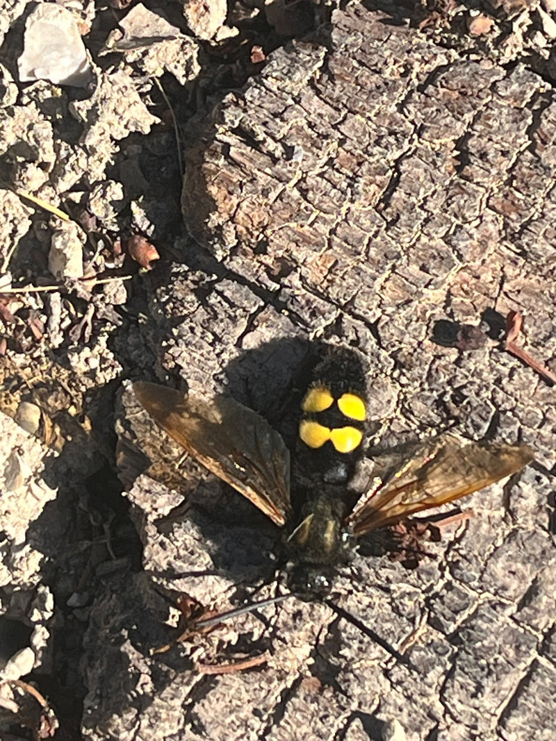 Große Dolchwespe — Bild 1