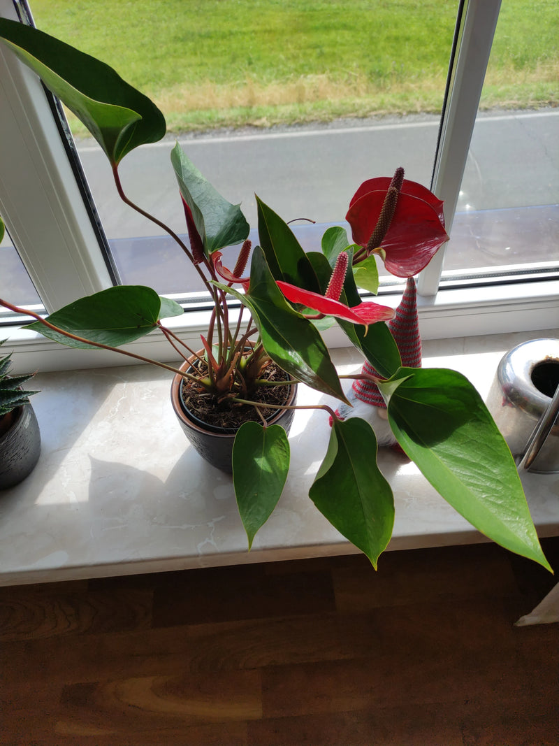 Große Flamingoblume — Bild 3