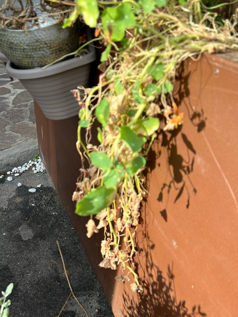 Große Kapuzinerkresse — Bild 4
