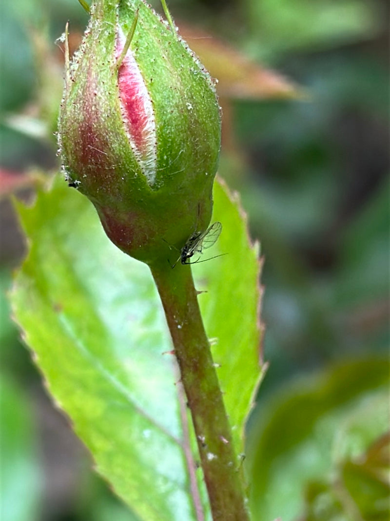 Große Rosenblattlaus — Bild 3
