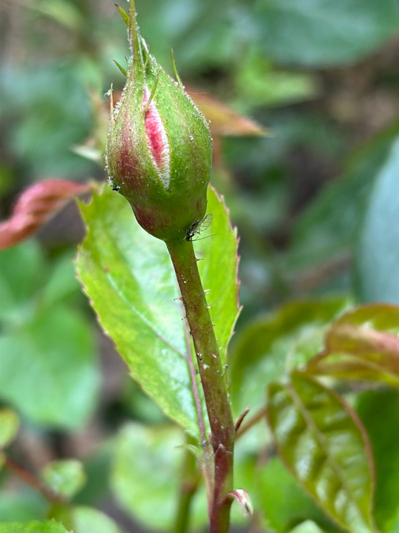 Große Rosenblattlaus — Bild 4