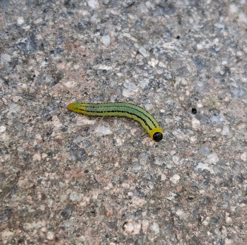 Große Stachelbeerblattwespe — Bild 1
