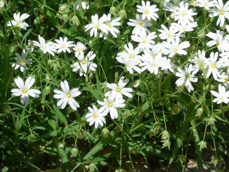 Große Sternmiere — Bild 1