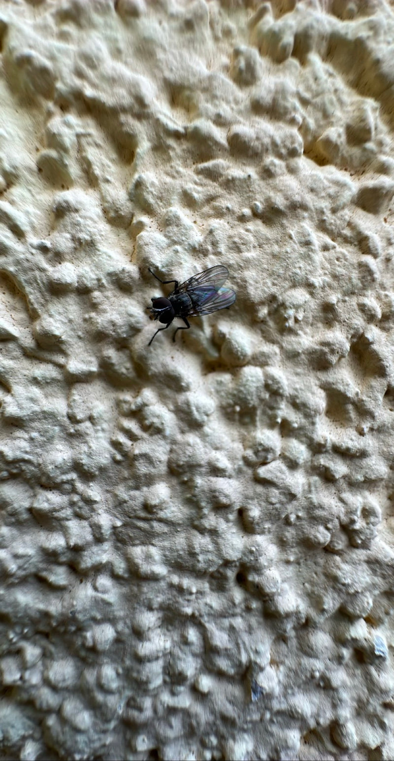 Große Stubenfliege — Bild 3