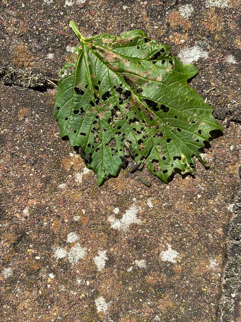 Große Ulmenblattwespe — Bild 2
