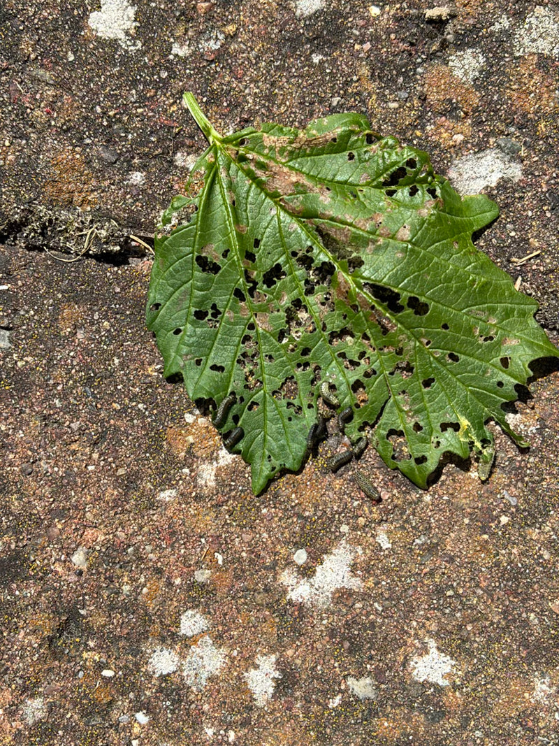 Große Ulmenblattwespe — Bild 1