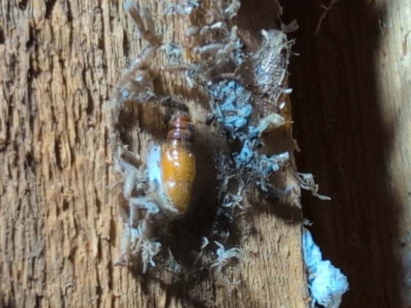 Galleria Mellonella — Bild 2