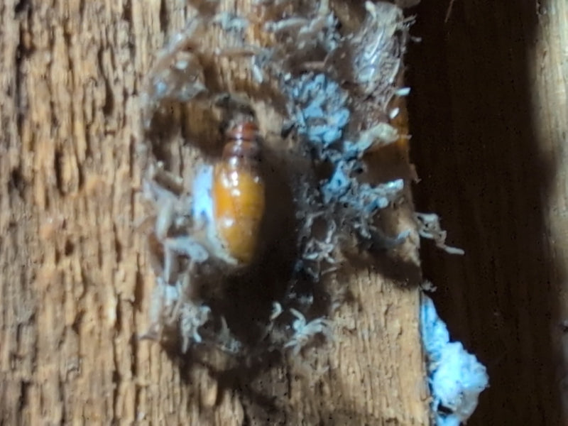 Galleria Mellonella — Bild 4