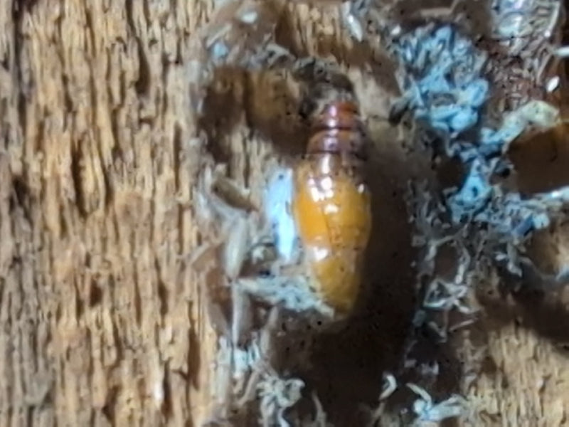 Galleria Mellonella — Bild 3