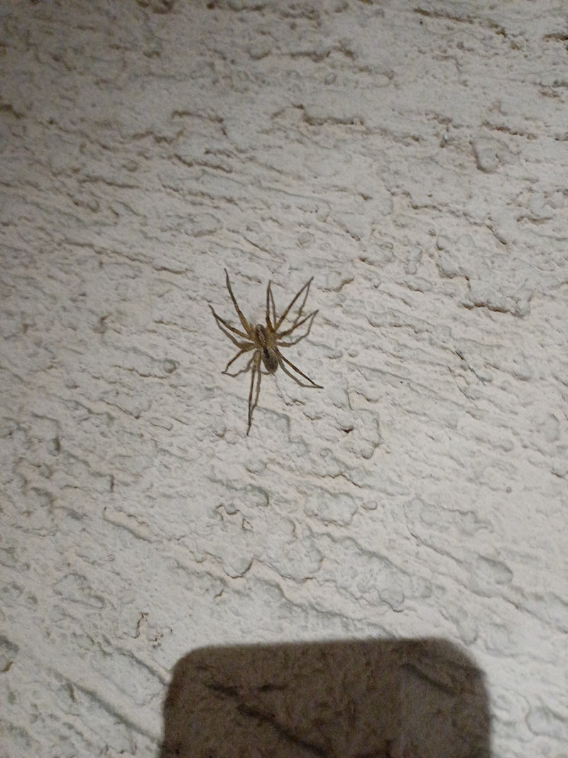 Große Winkelspinne — Bild 2