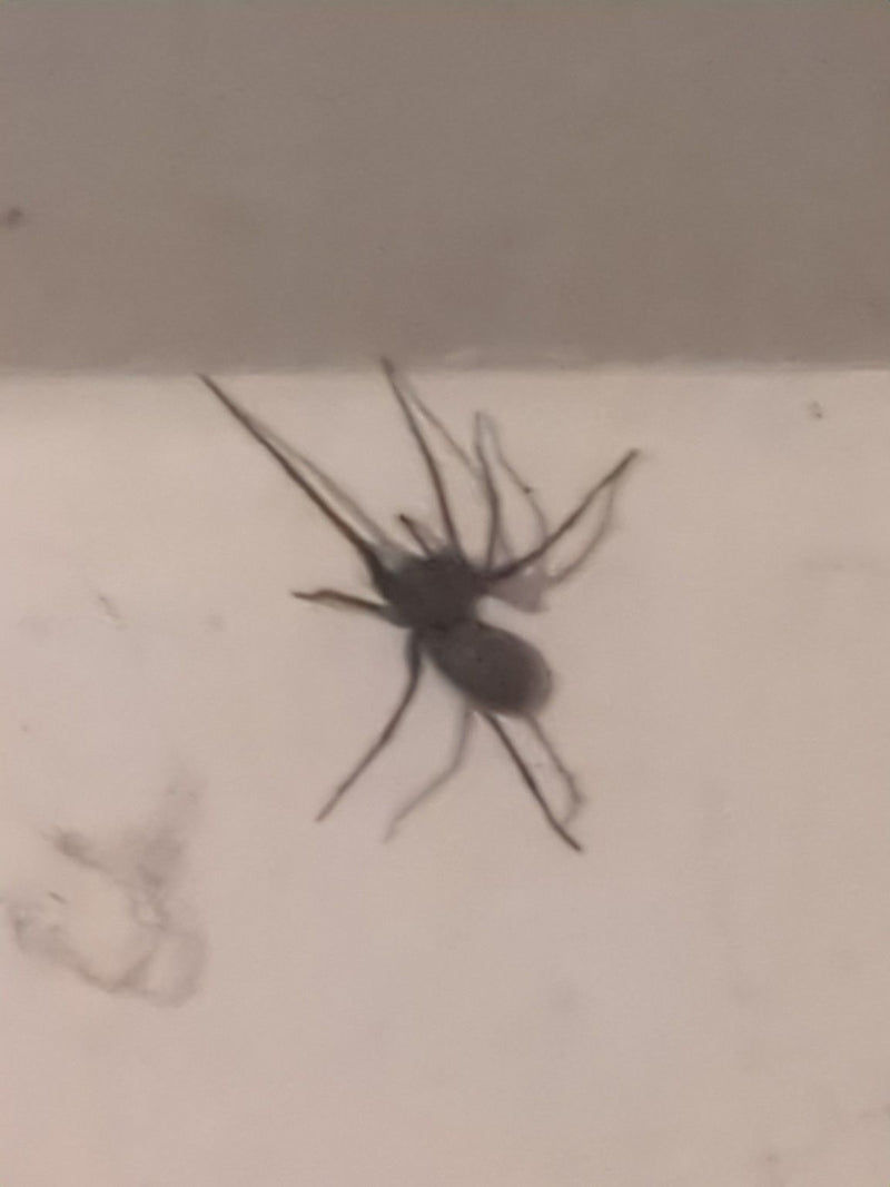 Große Winkelspinne — Bild 4